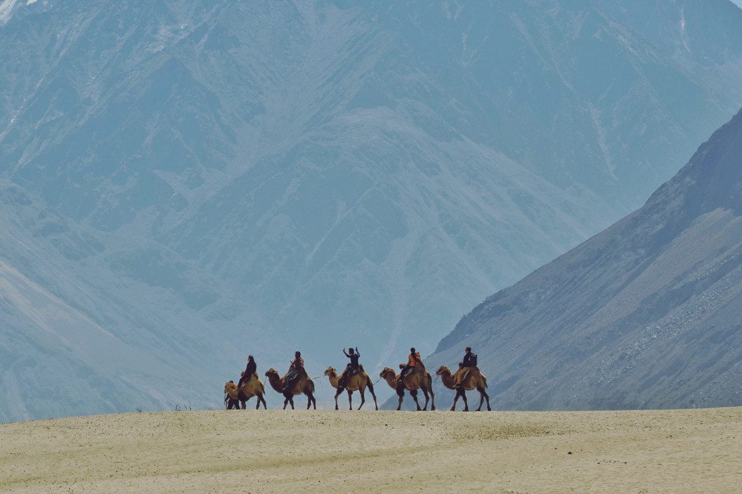 Nubra Valley Double-Hump Bactrian Camel Ride